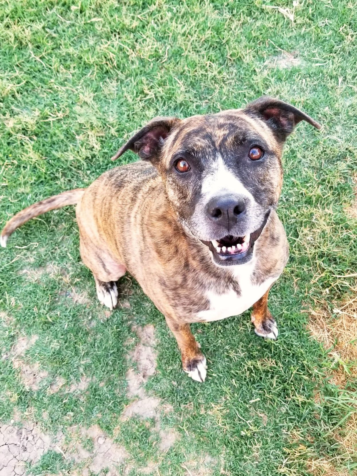 Adopt a friend: Sheba